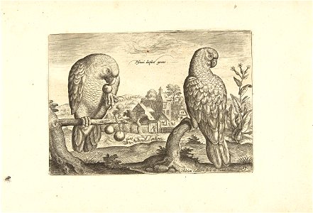 Twee papegaaien in een landschap