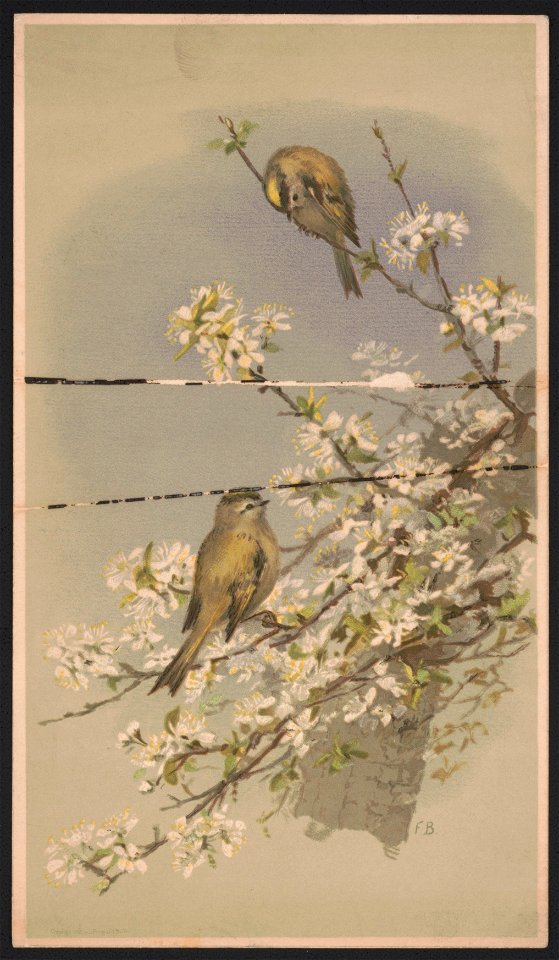 Two birds perched among blossoms) - FB LCCN2016652337
