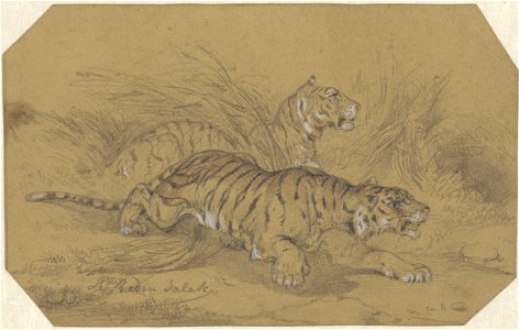 Twee tijgers sluipend door het gras, Raden Sarief Bastaman Saleh, 1824 - 1880 - Rijksmuseum
