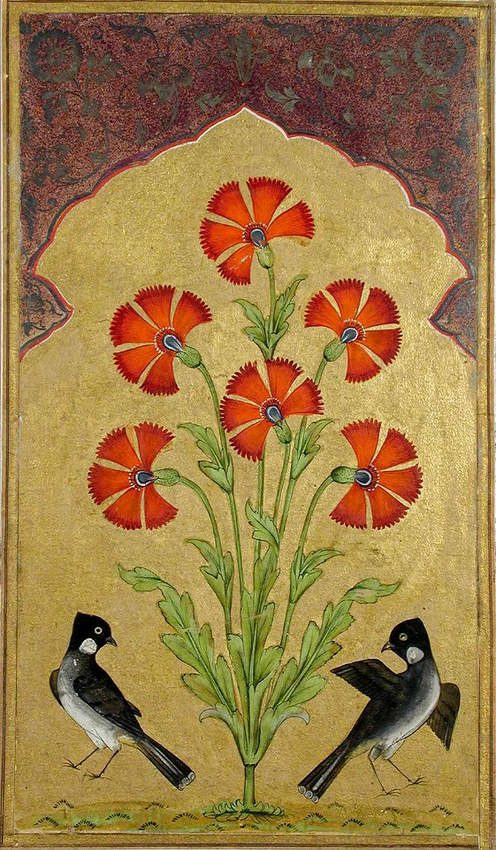 Two bulbuls under a poppy plant with many blossoms under an architectural niche (6124546457)