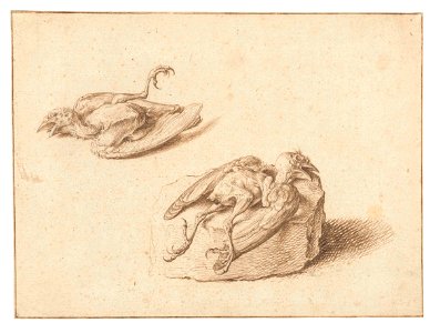 Twee studies van een dode jonge zangvogel