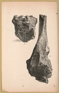 Two fossils, Fig. 3 and Fig. 4) - C. Fenderich del. ; P.S. Duval, Lith. Phila LCCN2017657790