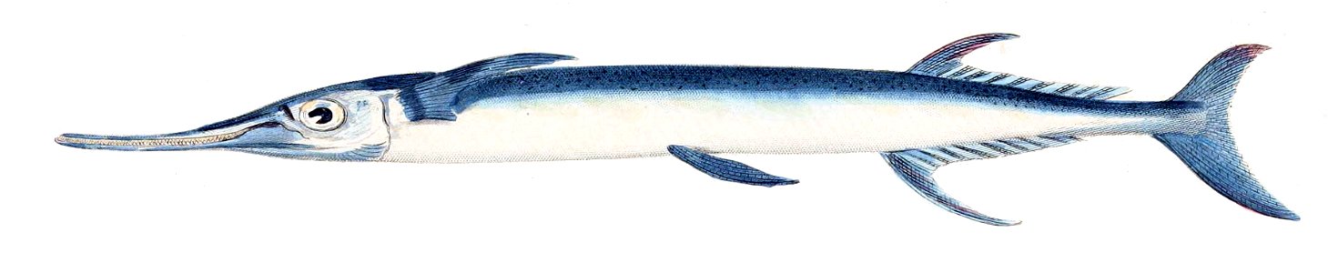 Tylosurus crocodilus crocodilus