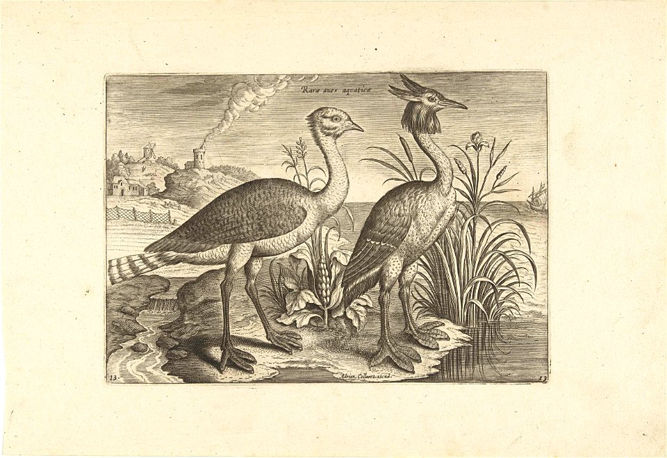 Twee waadvogels in een landschap