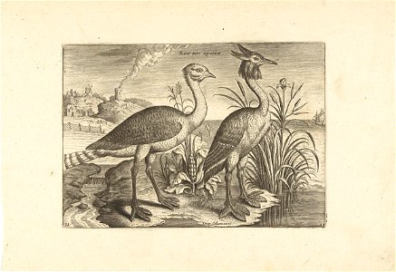 Twee waadvogels in een landschap. Free illustration for personal and commercial use.