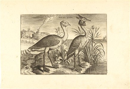 Twee waadvogels in een landschap