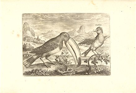 Twee exotische vogels in een landschap. Free illustration for personal and commercial use.
