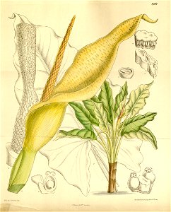 Typhonodorum lindleyanum 136-8307