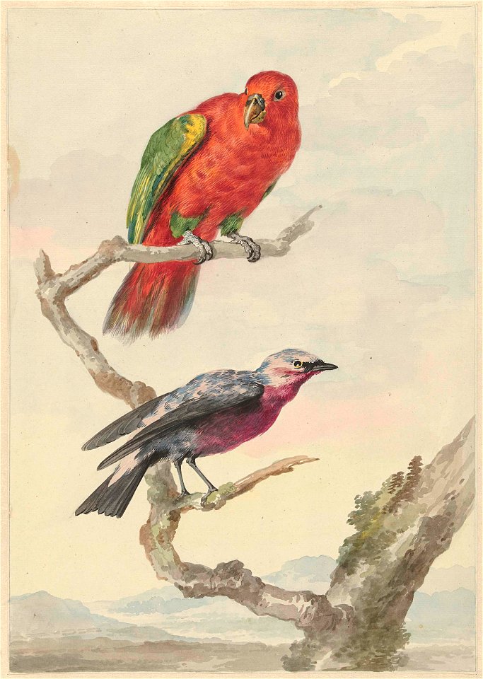Twee vogels, waaronder een rood-groene papegaai