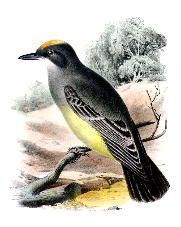 Tyrannus vociferansAQBIP10CA