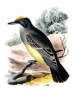 Tyrannus vociferansAQBIP10CA