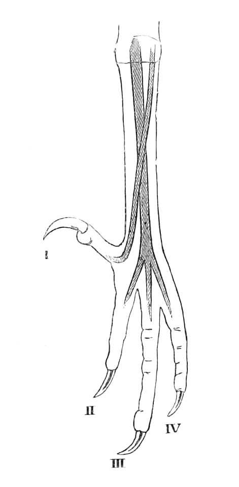 Typical Passerine foot 1881