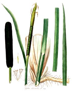 Typha latifolia — Flora Batava — Volume v10 clean