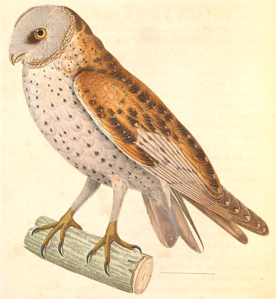 Tyto alba 1838
