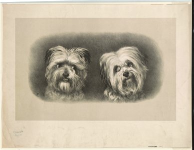 Two terriers LCCN2003680048