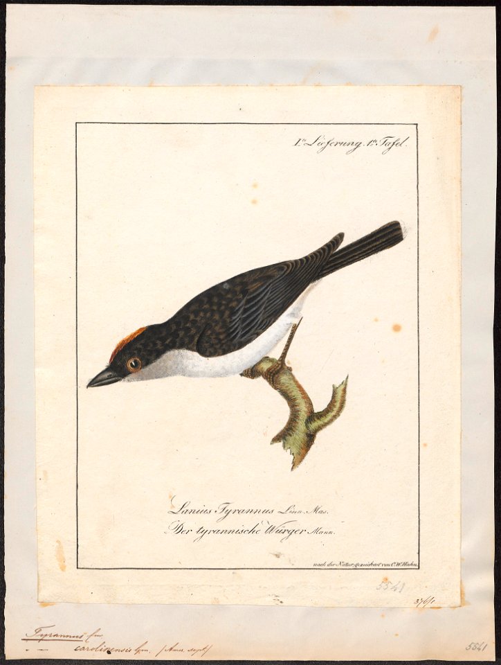 Tyrannus carolinensis - 1700-1880 - Print - Iconographia Zoologica - Special Collections University of Amsterdam - UBA01 IZ16500357