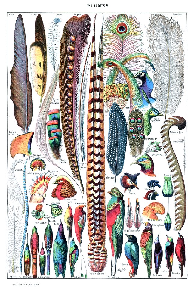Types de plumes. - Larousse pour tous, -1907-1910-