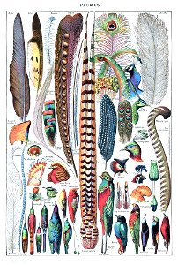 Types de plumes. - Larousse pour tous, -1907-1910-