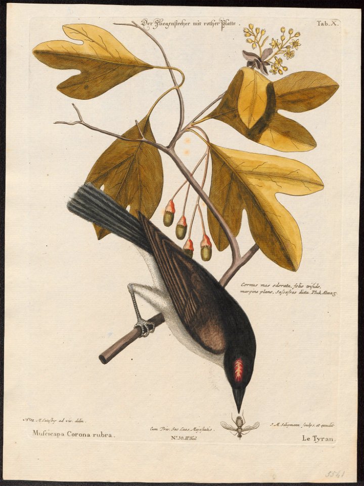 Tyrannus carolinensis - 1700-1880 - Print - Iconographia Zoologica - Special Collections University of Amsterdam - UBA01 IZ16500355