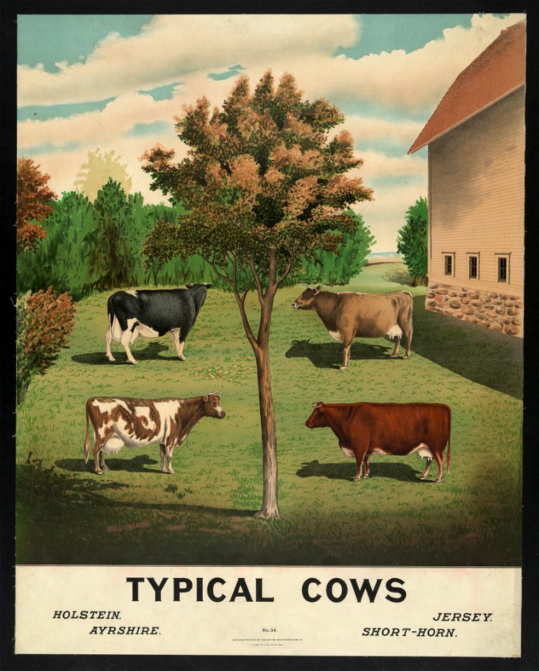 Typical cows LCCN2003673038