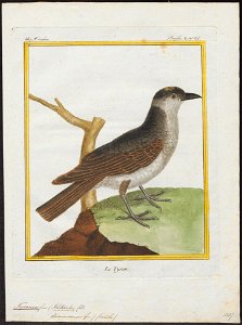 Tyrannus dominicensis - 1700-1880 - Print - Iconographia Zoologica - Special Collections University of Amsterdam - UBA01 IZ16500363