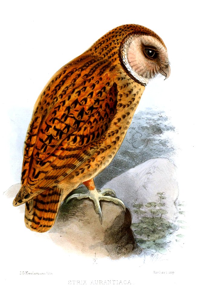 Tyto aurantia (Strix aurantiaca) by Keulemans