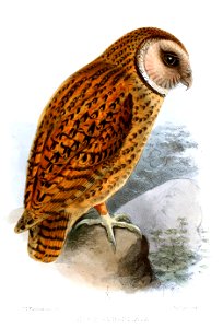 Tyto aurantia (Strix aurantiaca) by Keulemans