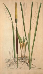 Typha angustifolia - Flora Londinensis, vol. 3 - t. 62