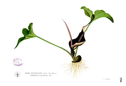 Typhonium roxburghii Blanco2.330