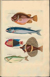 UB Utrecht - Louis Renard - 1782 - Natuurlyke Historie - page 104