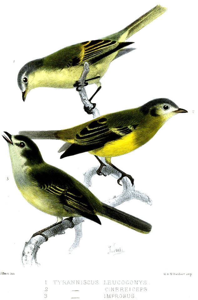 TyranniscusSmit1870