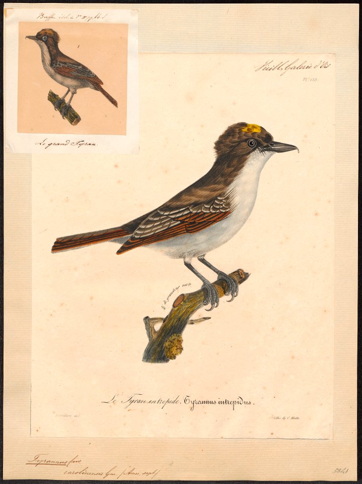 Tyrannus carolinensis - 1825-1834 - Print - Iconographia Zoologica - Special Collections University of Amsterdam - UBA01 IZ16500359