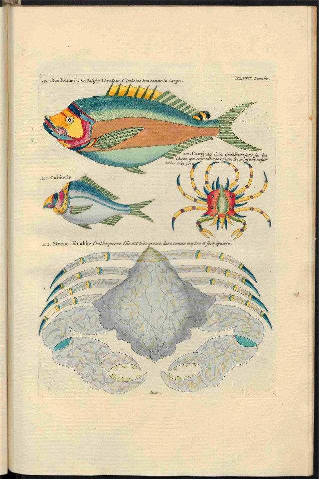 UB Utrecht - Louis Renard - 1782 - Natuurlyke Historie - page 250