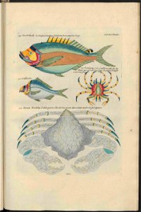 UB Utrecht - Louis Renard - 1782 - Natuurlyke Historie - page 250