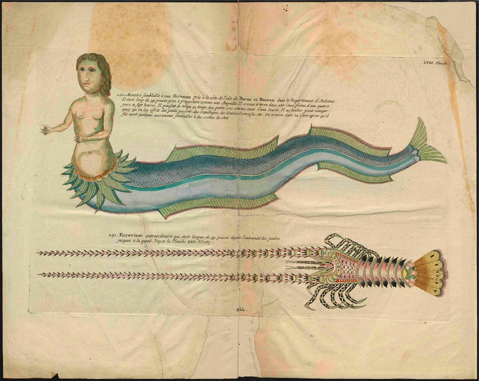 UB Utrecht - Louis Renard - 1782 - Natuurlyke Historie - page 267
