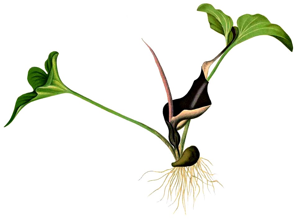 Typhonium roxburghii Blanco2.330-cropped