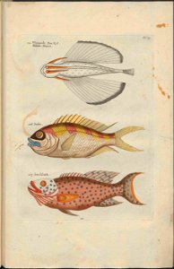 UB Utrecht - Louis Renard - 1782 - Natuurlyke Historie - page 148