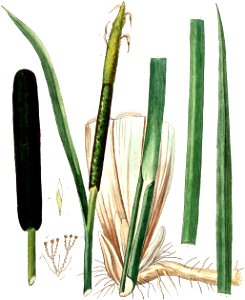 Typha latifolia — Flora Batava — Volume v10 clean no-description