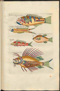 UB Utrecht - Louis Renard - 1782 - Natuurlyke Historie - page 184