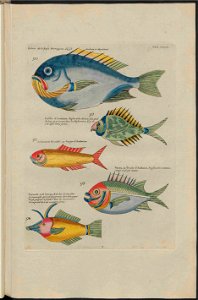 UB Utrecht - Louis Renard - 1782 - Natuurlyke Historie - page 192