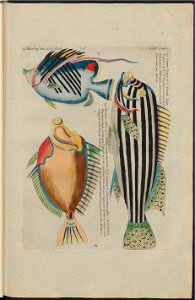 UB Utrecht - Louis Renard - 1782 - Natuurlyke Historie - page 216