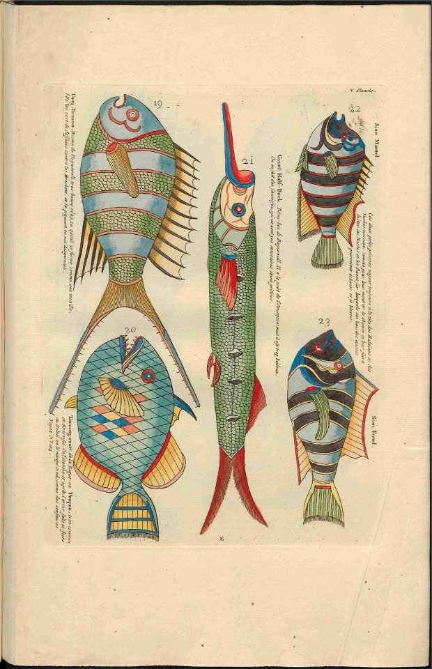 UB Utrecht - Louis Renard - 1782 - Natuurlyke Historie - page 164