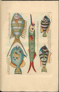 UB Utrecht - Louis Renard - 1782 - Natuurlyke Historie - page 164