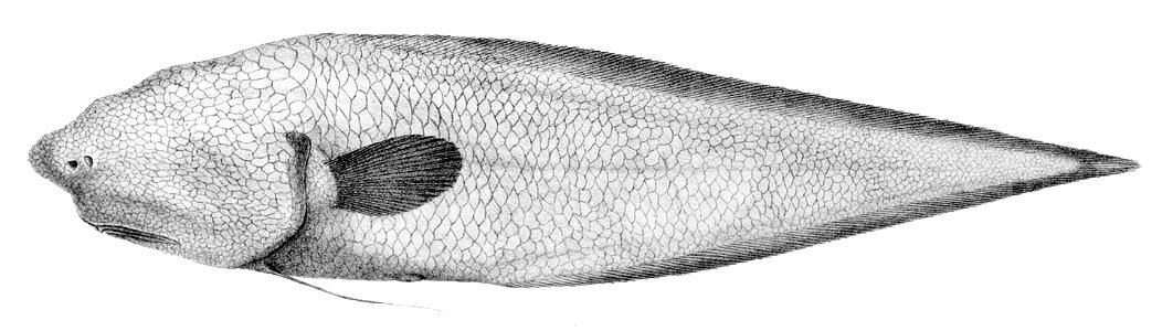 Typhlonus nasus