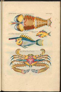 UB Utrecht - Louis Renard - 1782 - Natuurlyke Historie - page 248