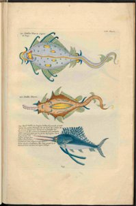 UB Utrecht - Louis Renard - 1782 - Natuurlyke Historie - page 262