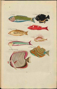 UB Utrecht - Louis Renard - 1782 - Natuurlyke Historie - page 152
