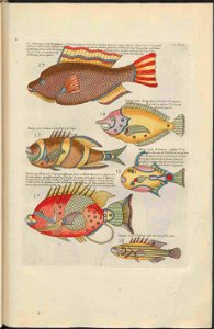 UB Utrecht - Louis Renard - 1782 - Natuurlyke Historie - page 162