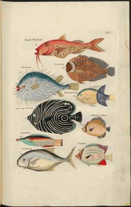 UB Utrecht - Louis Renard - 1782 - Natuurlyke Historie - page 76