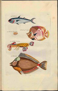 UB Utrecht - Louis Renard - 1782 - Natuurlyke Historie - page 112